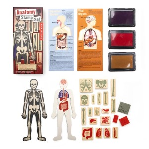 GG237 Anatomy Stamp Set 